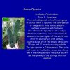 05 _Opuntia